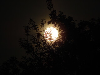 Full moon against a clear sky covered by tree branches