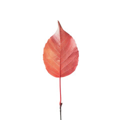 A single cherry leaf stands out against a transparent background