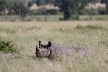 Rhino covered by the big grass of savannah