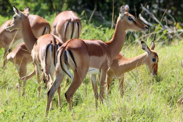 Verduisterende gordijnen group of impala antelope in the savannah © Catalin