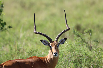 Portrait of an impala stag in Masai Mara national park