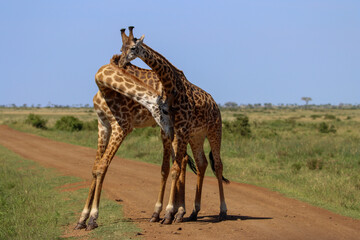 Giraffes fighting in Masai Mara National park