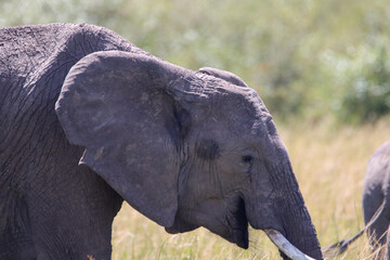 Baby elephant in Masai Mara National Park