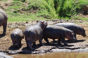 Few hippopotamus in Mara river