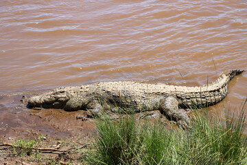 alligator in the everglades