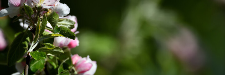 Obraz na płótnie Canvas Krass farbige Apfelblüten aus der Gärtnerei als wunderschönes Pfingst-Banner mit viel Freiraum für Text vor grünem Hintergrund Fläche zur Werbung.