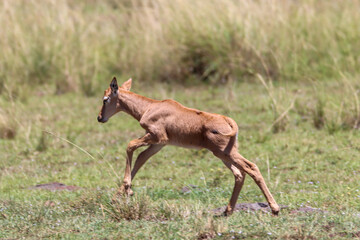 Babi topi jumping around in Masai Mara national park