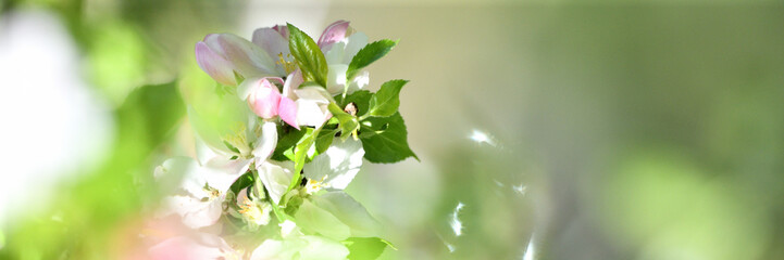 Krass heller Apfelblüten aus der Gärtnerei als wunderschönes Pfingstbanner mit viel Freiraum...