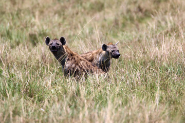 two hyenas in the grass in Masai Mara national park