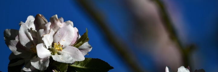 Krass farbige Apfelblüten aus der Gärtnerei als wunderschönes Pfingst-Banner mit viel Freiraum...