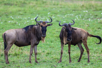 Naklejka na ściany i meble a pair of wildebeest in Masai Mara national park
