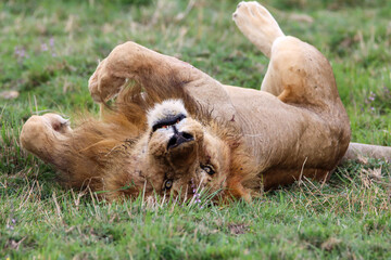 Lion relaxing on his back