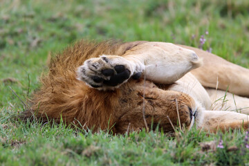Closeup of an sleeping lion