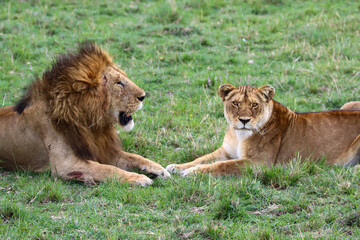 Family portrait of a lion and lioness in mating season