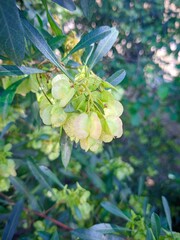 flowers of a tree in the garden