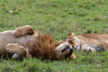 Lion and lioness resting in the grass