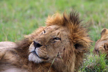 Beautiful portrait of king lion resting in the grass