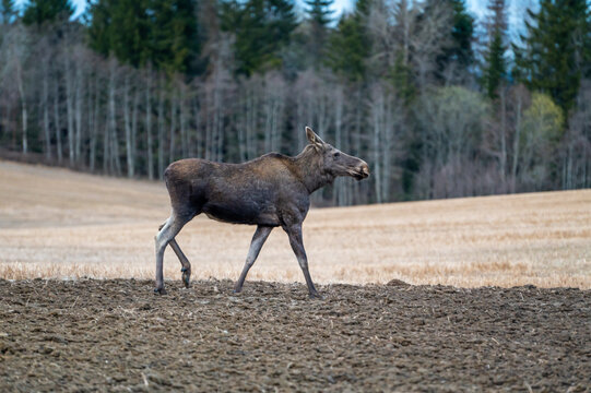A brown moose is walking through a field