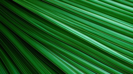 Close-up of vibrant green palm leaves showcasing intricate texture and patterns, perfect for nature themes and graphic design elements