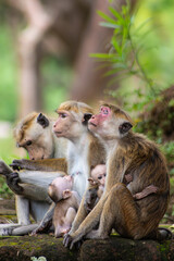 monkey family