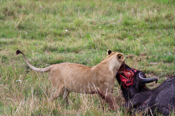 Closeup of a lioness and her prey (African buffalo)
