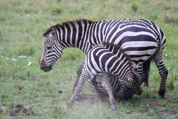 Fototapeta na wymiar Close up of zebras fighting in the grass