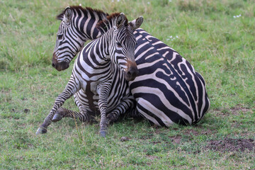 zebras figthing in the grass