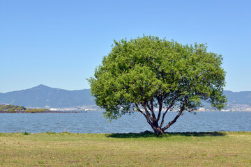 琵琶湖湖畔　一本の木　滋賀県