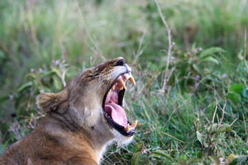 Lioness in the grass with mouth open