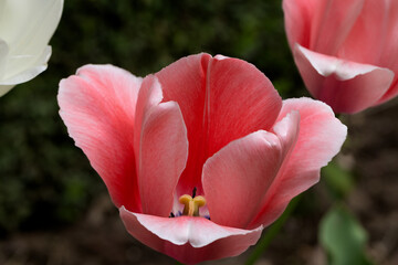 Red Tulip flower in garden. Beautiful tulip flower on blurred green background. Flowering background of bloom tulip in spring in flower garden. Floral background. - 793189205