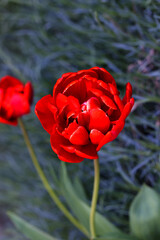 Red Tulip flower in garden. Beautiful tulip flower on blurred green background. Flowering background of bloom tulip in spring in flower garden. Floral background. - 793189868