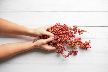 A bouquet of twigs with red sea buckthorn berries, silver Shepherdia (lat. Shepherdia argentea) in female hands on a white painted wooden surface close-up, copy space. Alternative medicine