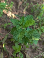 mint leaves in the garden