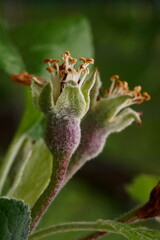 The transformation of apple flower into fruit; Malus domestica; macro photography	