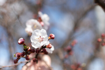 Blooming spring tree closeup white flower on a background of blue sky and branches, bokeh effect, blurred background