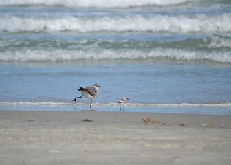 A seagull with a deformed leg and a Ruddy Turnstone face the ocean at the water's edge, located at...