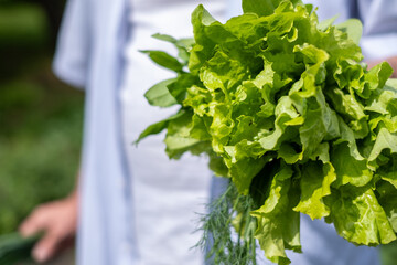 Freshly picked lettuce cradled in the arms of a person in a blue shirt, highlighting the rewards of...