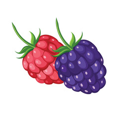 Raspberry and blackberry isolated on white background. Vector illustration.