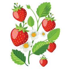 Strawberry bunch with leaves and flowers isolated on white background.
