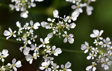 Nahaufnahme eines Wiesenkerbels