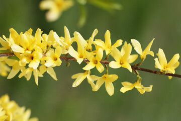 Forsythia bush background. Closeup flower flakes. Branch of flowers. Yellow color plant. Spring floral texture.