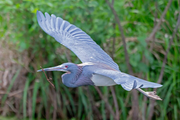 A Tri-Colored Heron carrying a stick for nest building during mating season.