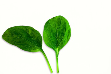 garden fresh green leafy vegetable spinach leaf also known in india as palak bhaji isolated on white background