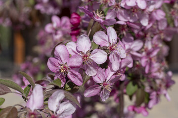 Flowering of the Nedzvedsky apple tree
