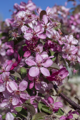 Flowering of the Nedzvedsky apple tree