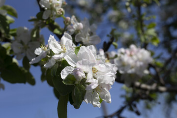 Apple blossom