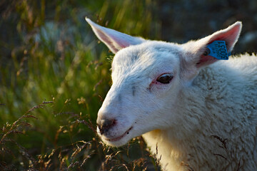 Sheep in Morning Light
