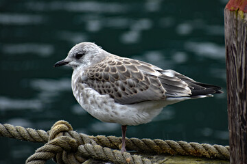 Pensive Seabird
