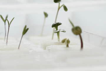 Seeds germinating on white background sponge.