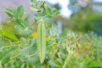 Ripe green pea pods grow on the farm. Green fresh pods ripening in a home garden. Organic farming, healthy eating, BIO poisons, the concept of returning to nature. - obrazy, fototapety, plakaty